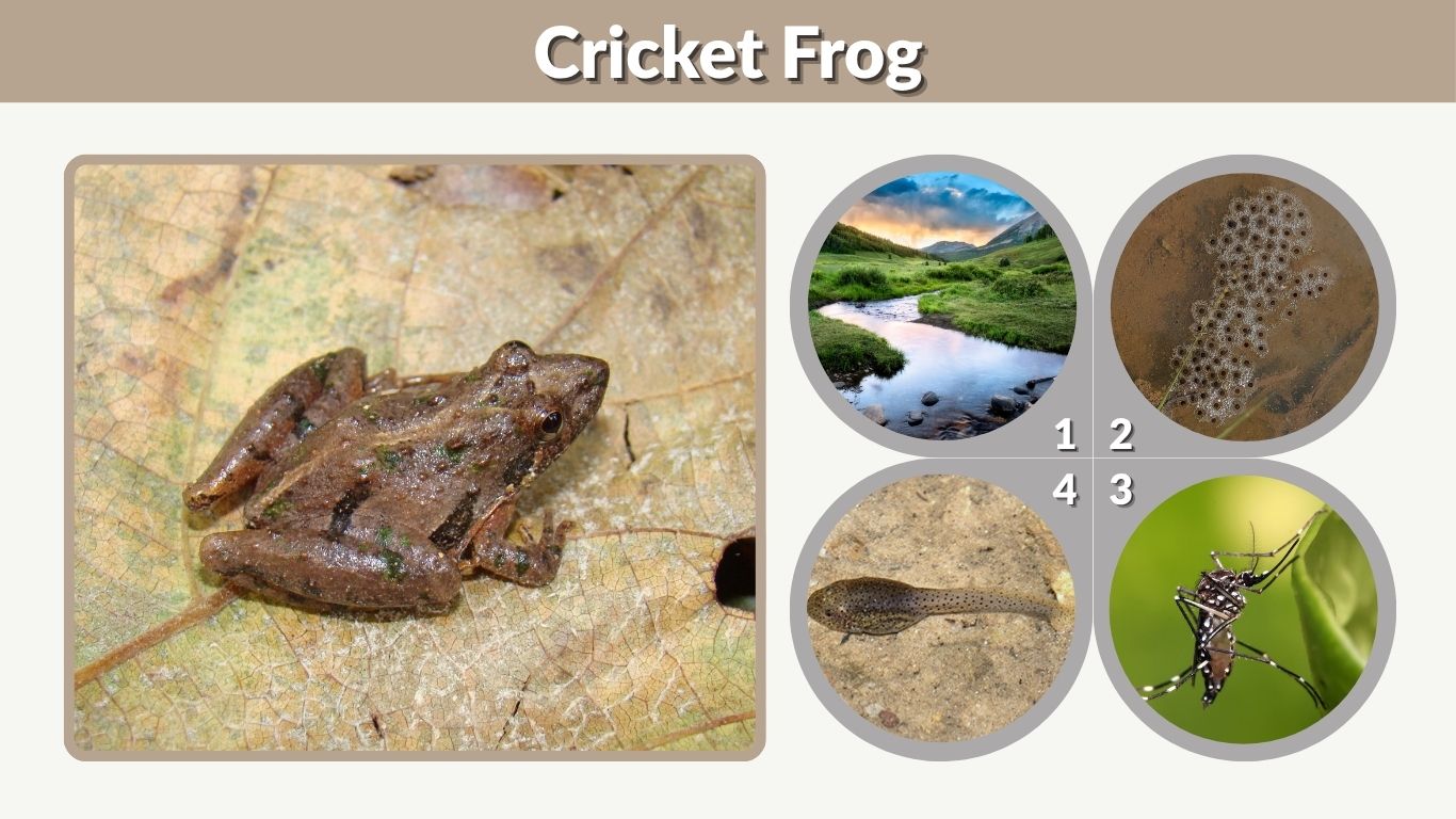 Cricket Frog Diet, Habitat and Pet Care Guide