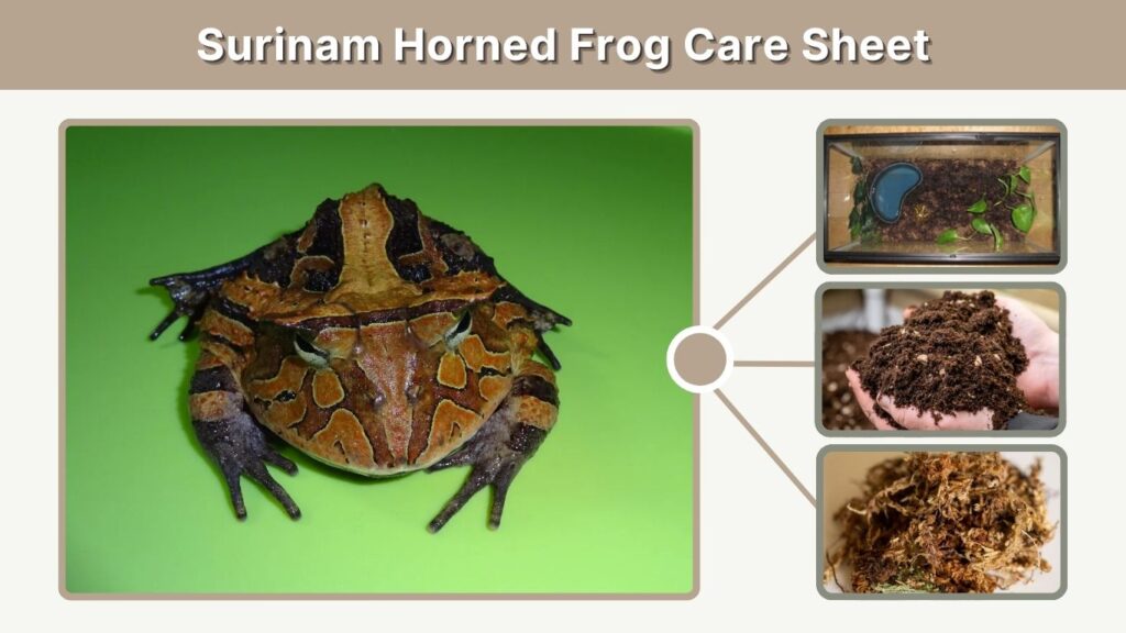 Surinam Horned Frog Care Sheet
