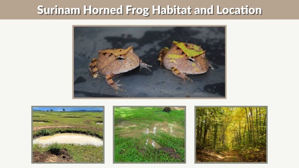Surinam Horned Frog Habitat and Location