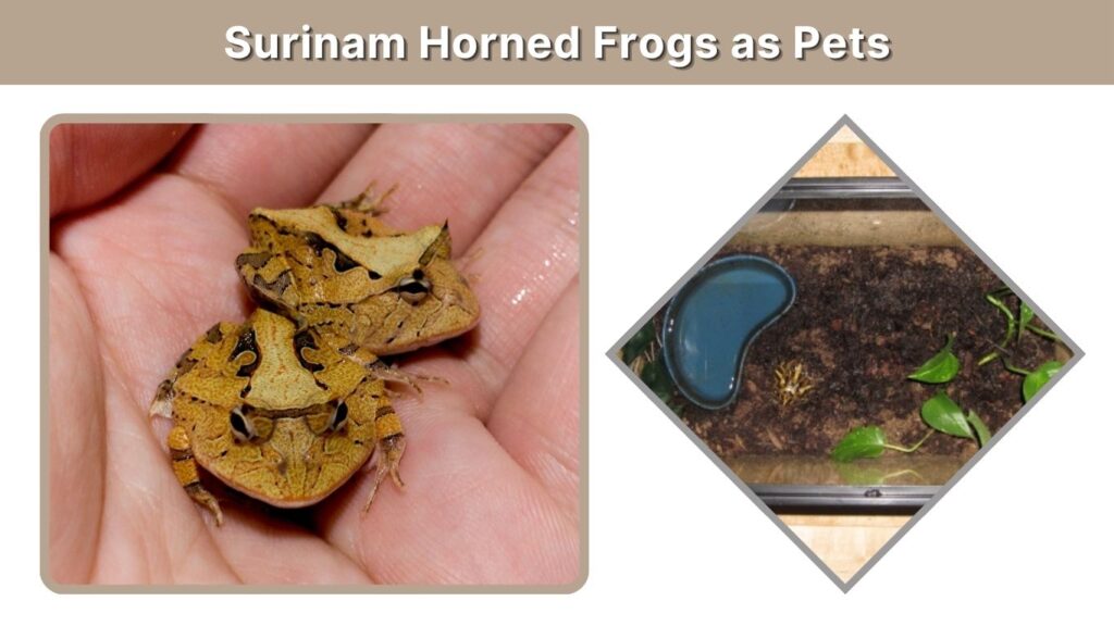 Surinam Horned Frogs as Pets