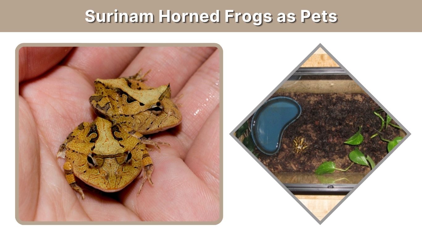 Surinam Horned Frog Care, Diet, and Habitat
