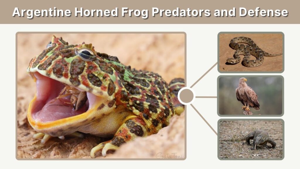 Argentine Horned Frog Predators and Defense