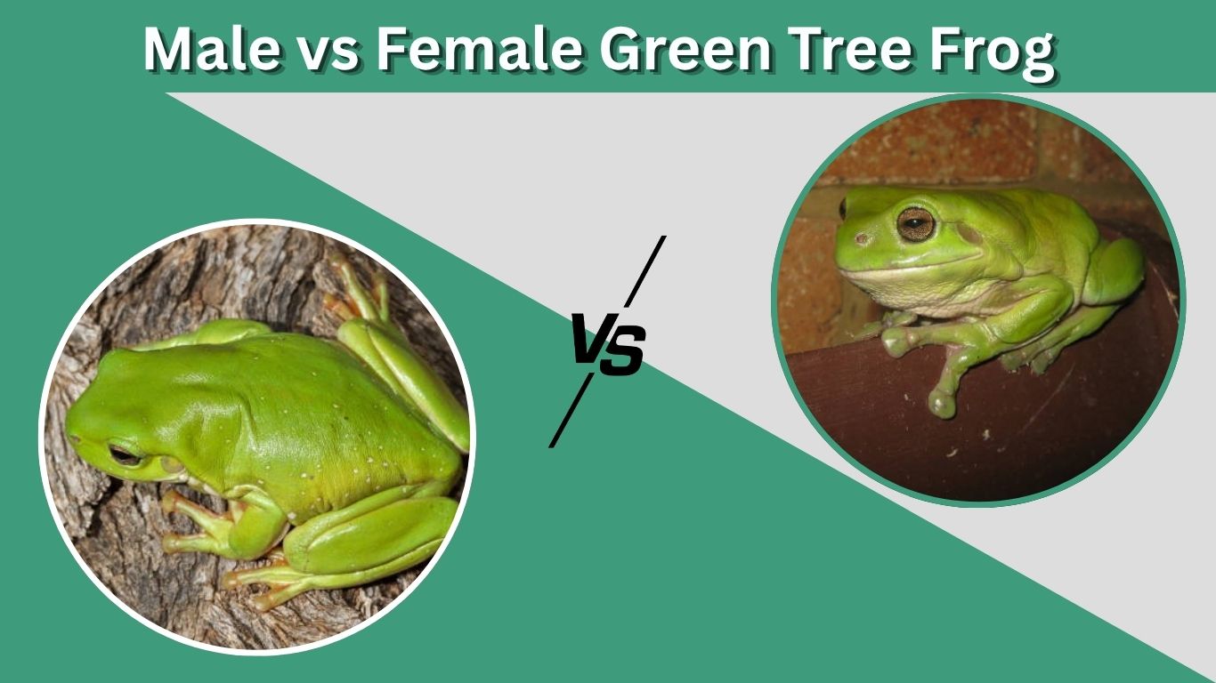 Male vs Female Green Tree Frog: Key Differences Between Them