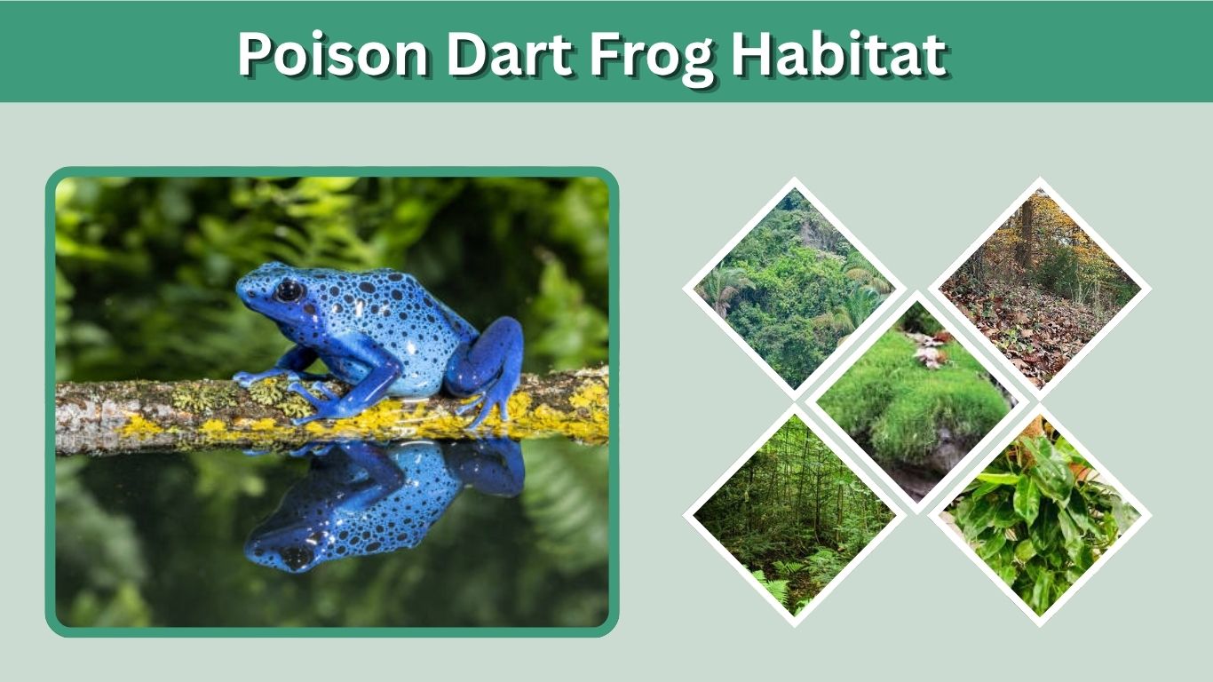 Poison Dart Frog Habitat: Rainforest Range and Facts