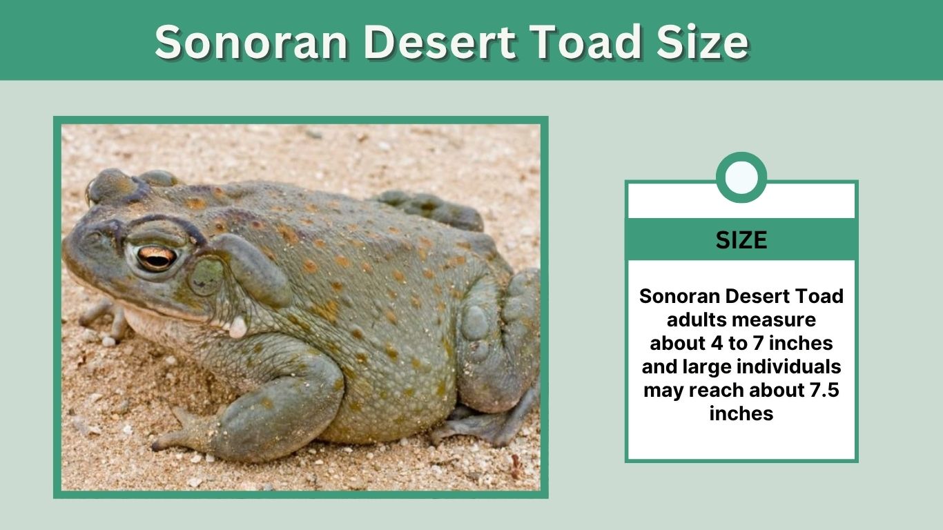 Sonoran Desert Toad Size: How Big Does It Get?