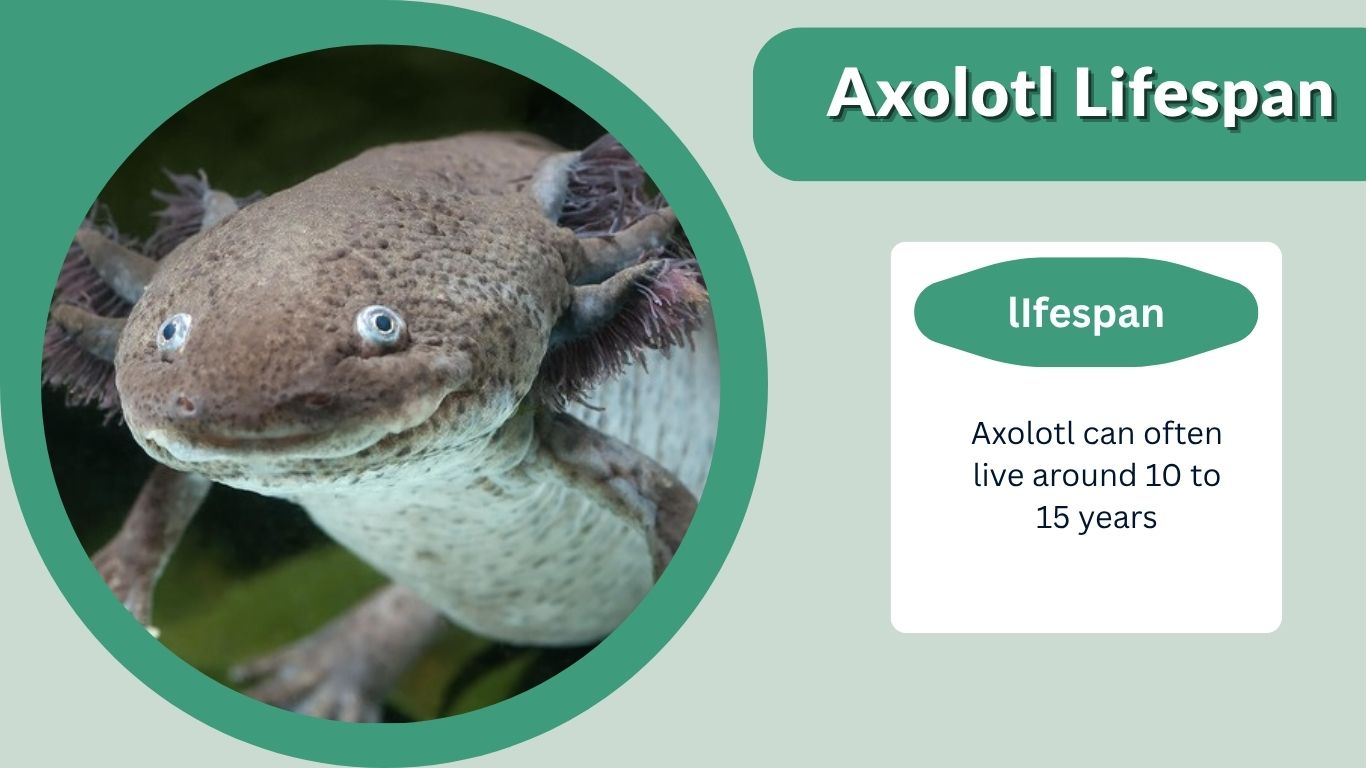 Axolotl Lifespan: How Long Do Axolotls Live?