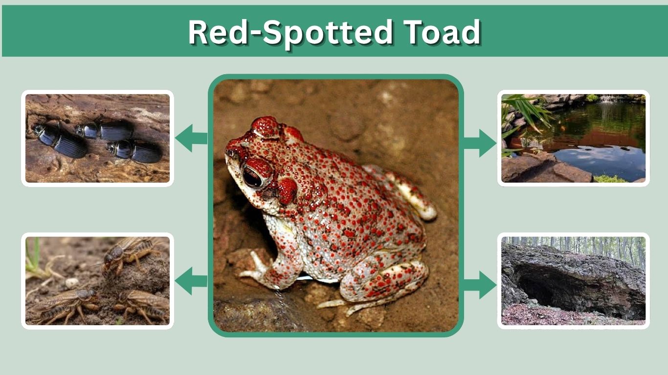 Red-Spotted Toad: Facts, Habitat, Diet and Lifespan