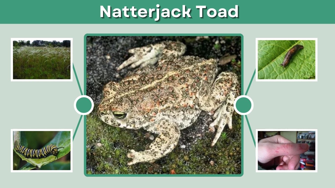 Natterjack Toad: Habitat, Diet, Lifespan and Facts