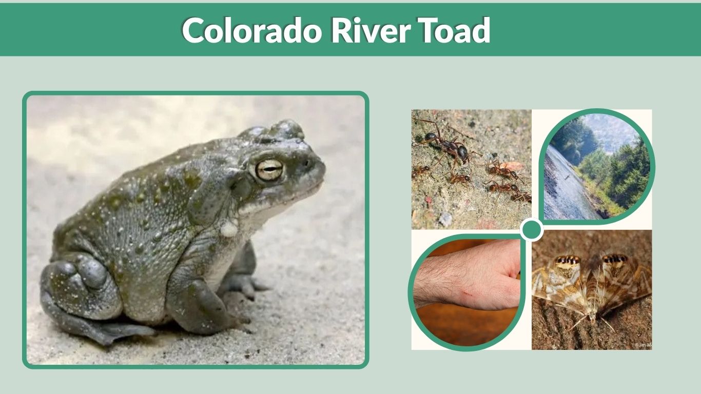Colorado River Toad: Habitat, Diet,  Size, Lifespan & Facts