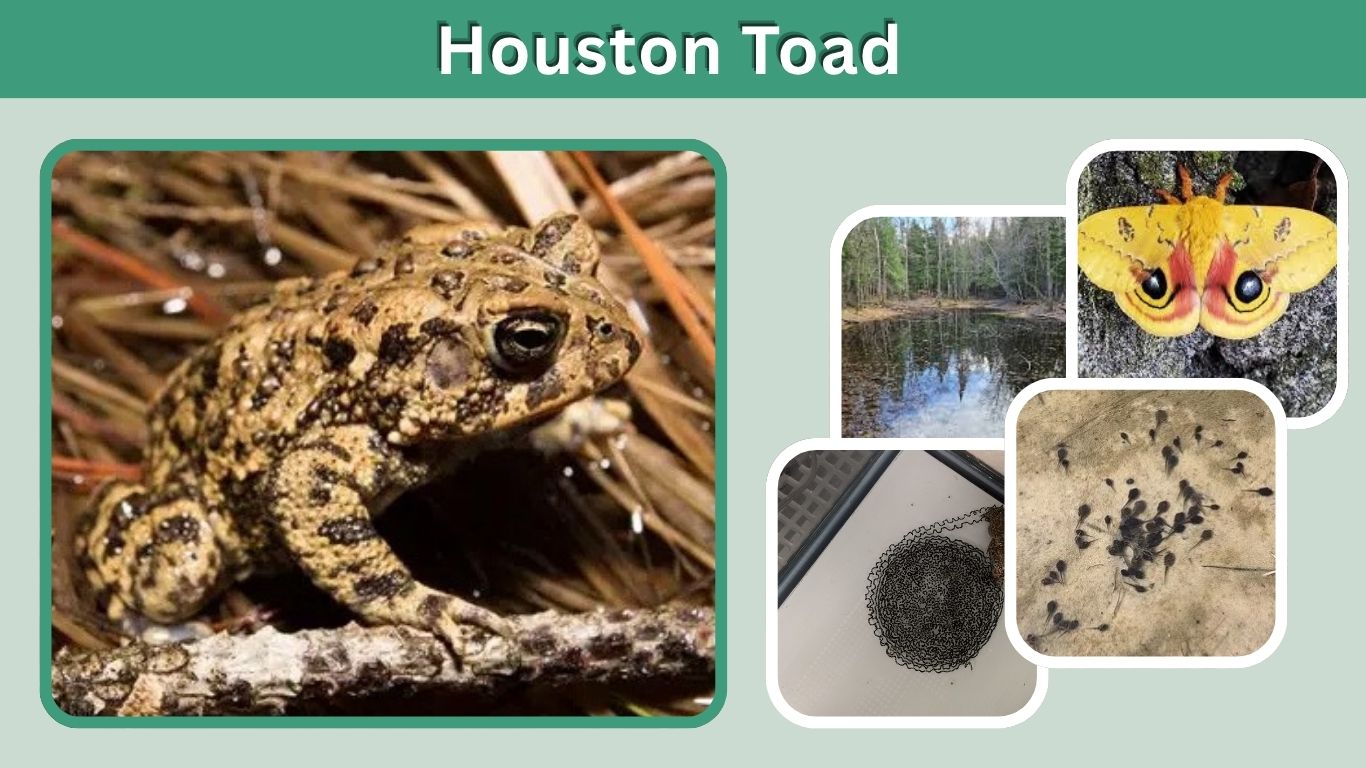 Houston Toad: Habitat, Diet, Life Cycle & Conservation