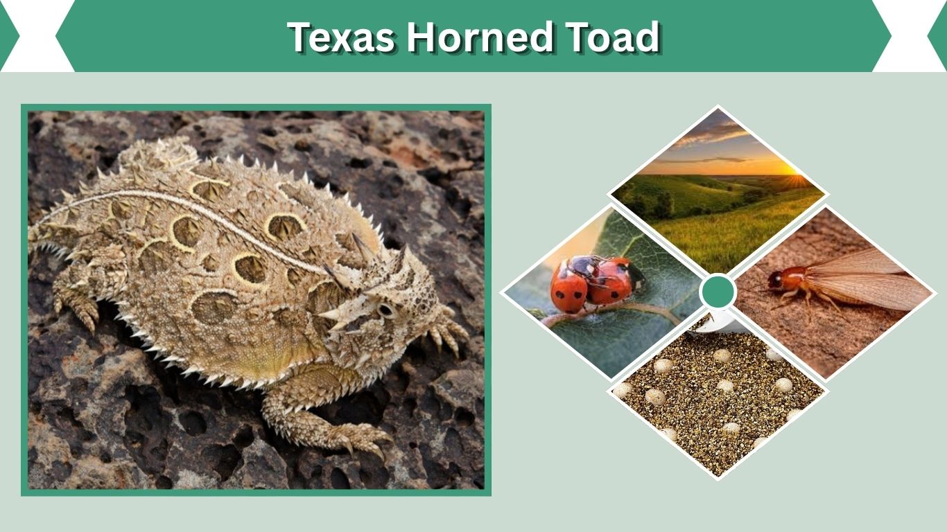 Texas Horned Toad: Facts, Habitat, Diet and Conservation
