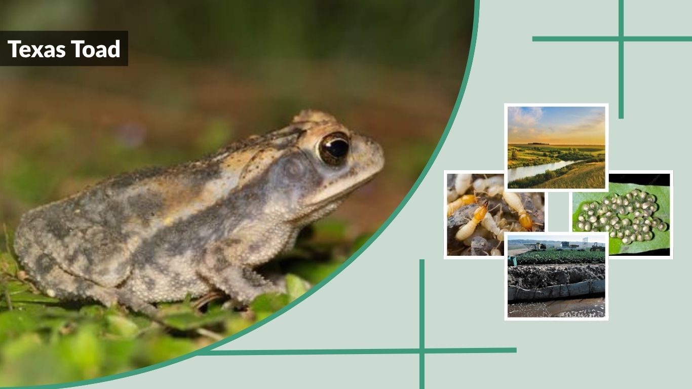 Texas Toad: Facts, Habitat, Diet and Life Cycle