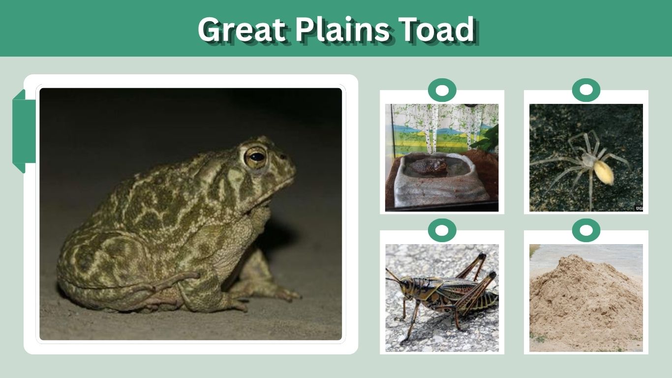 Great Plains Toad Care, Habitat, Diet and Lifespan Guide