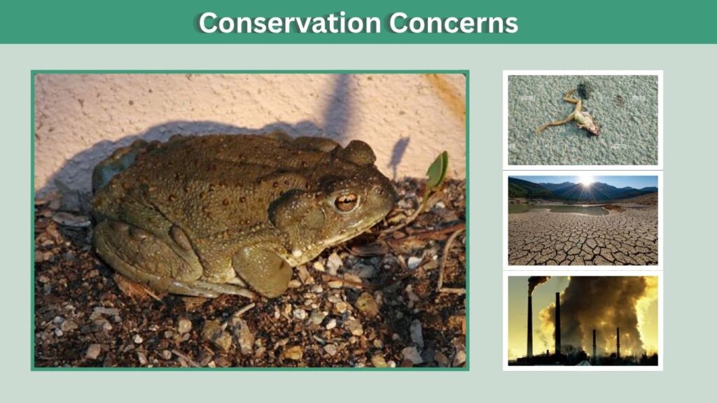 Conservation Concerns