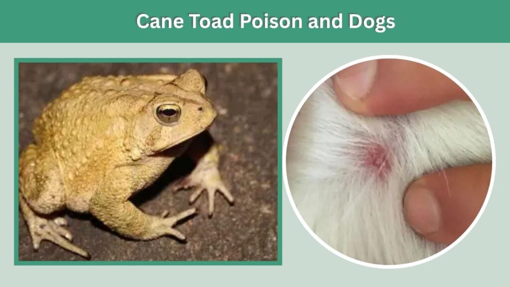 Cane Toad Poison and Dogs