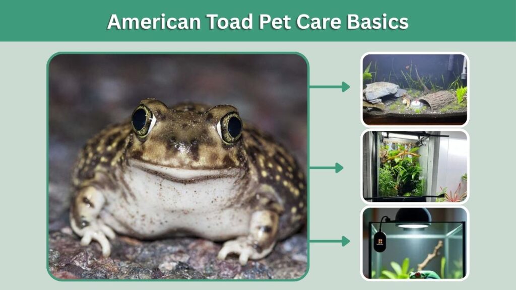 American Toad Pet Care Basics