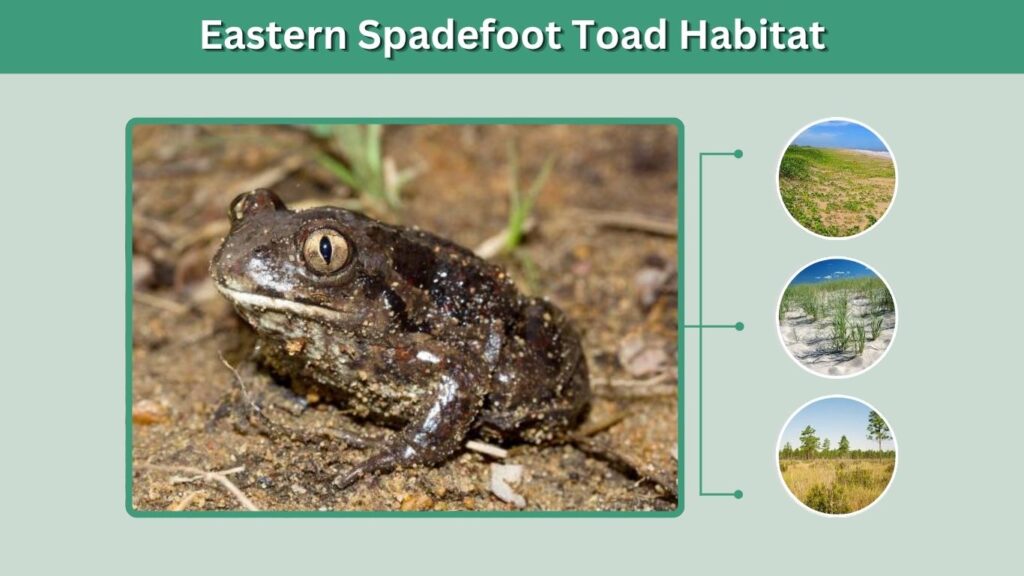 Eastern Spadefoot Toad Habitat