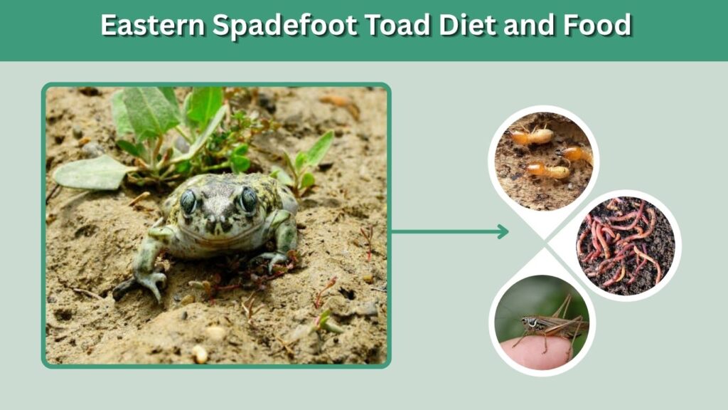 Eastern Spadefoot Toad Diet and Food