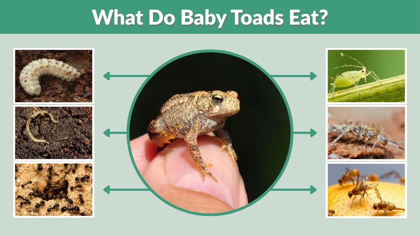 What Do Baby Toads Eat? 7 Common Foods They Love To Eat