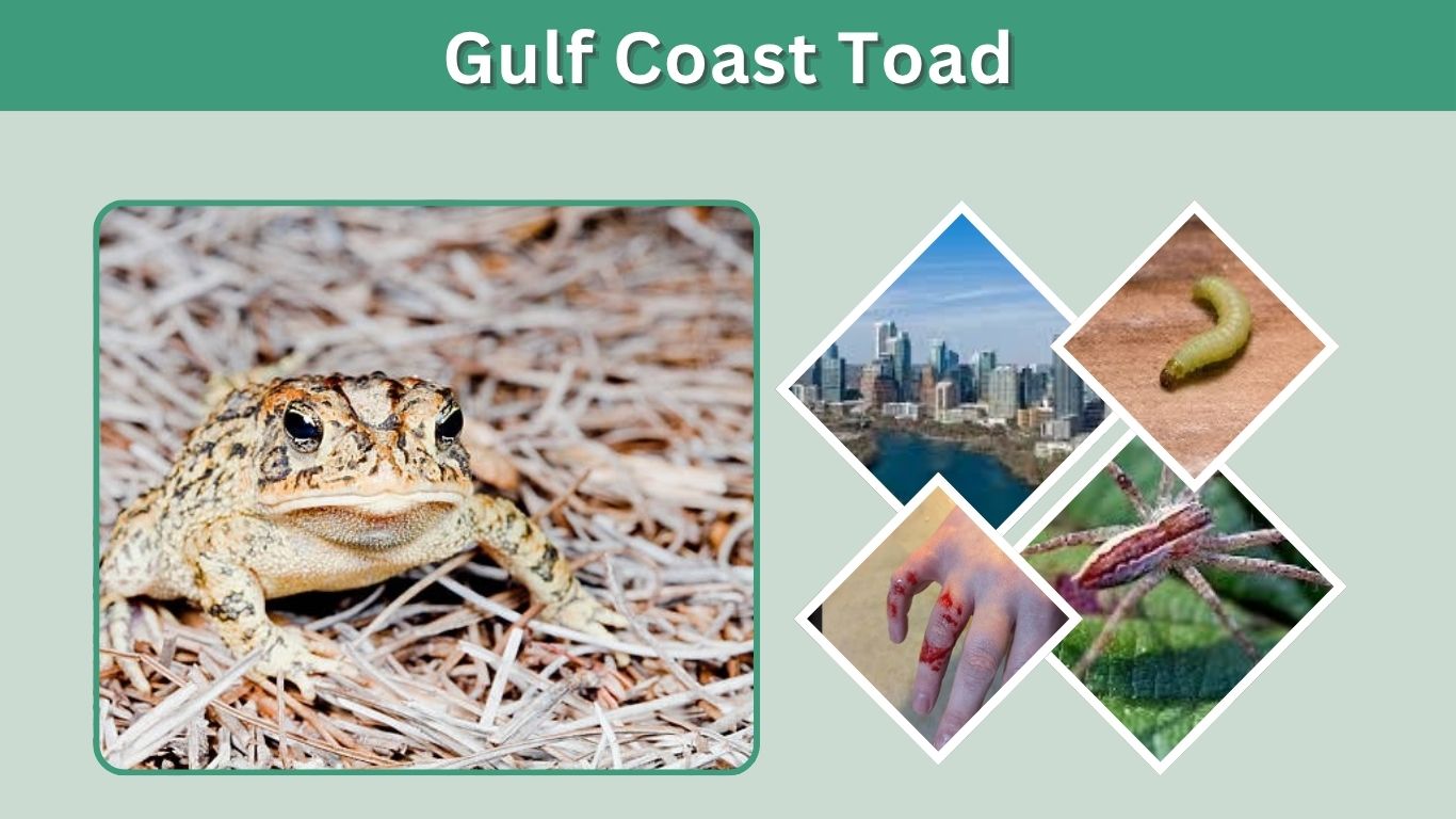 Gulf Coast Toad Care, Habitat, Diet, Lifespan & Facts