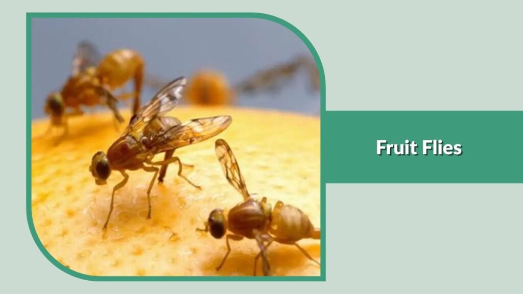 1. Fruit Flies