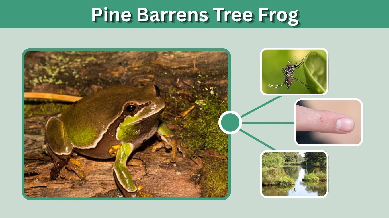 Pine Barrens Tree Frog: Identification, Habitat, Diet and Facts