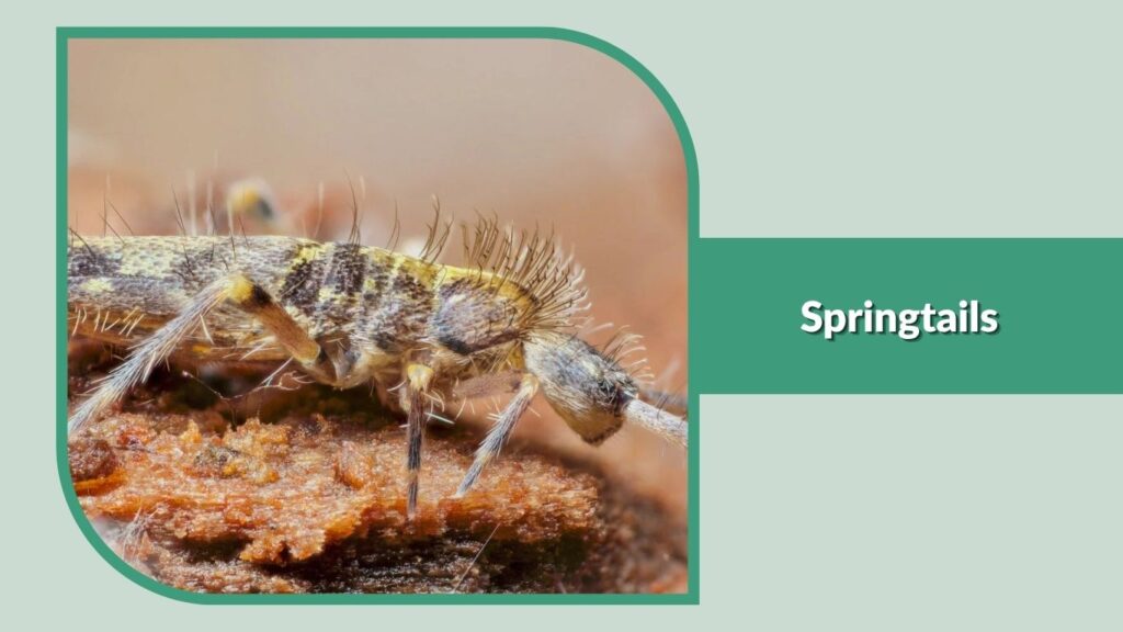 3. Springtails