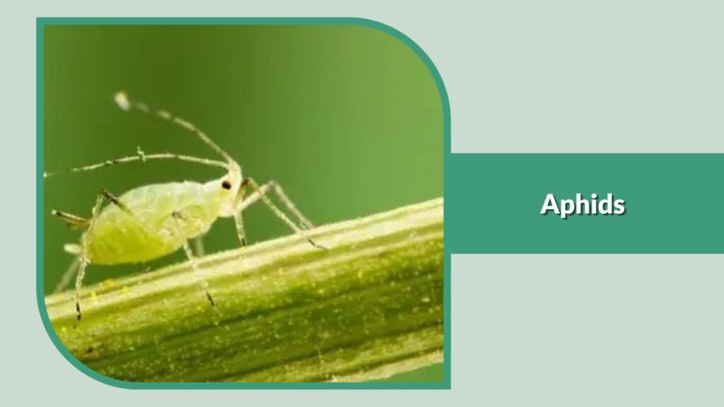 Aphids