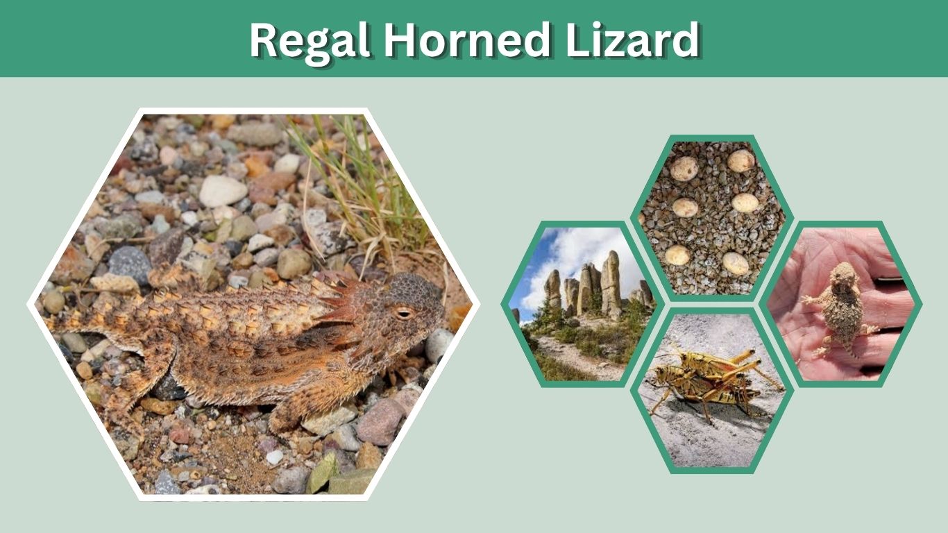 Regal Horned Lizard: Facts, Habitat, Diet and Adaptations