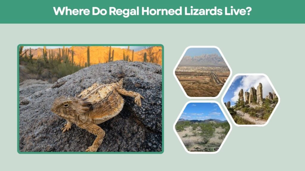 Where Do Regal Horned Lizards Live?