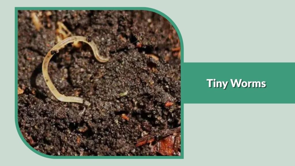 Tiny Worms