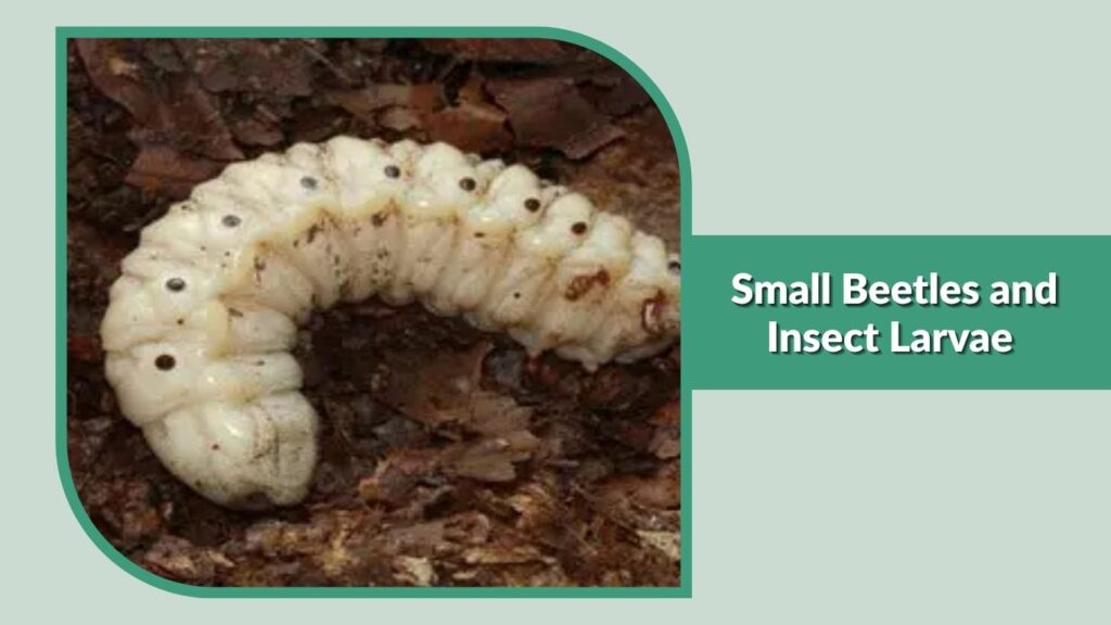Small Beetles and Insect Larvae