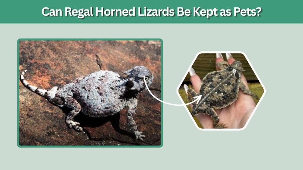 Can Regal Horned Lizards Be Kept as Pets?