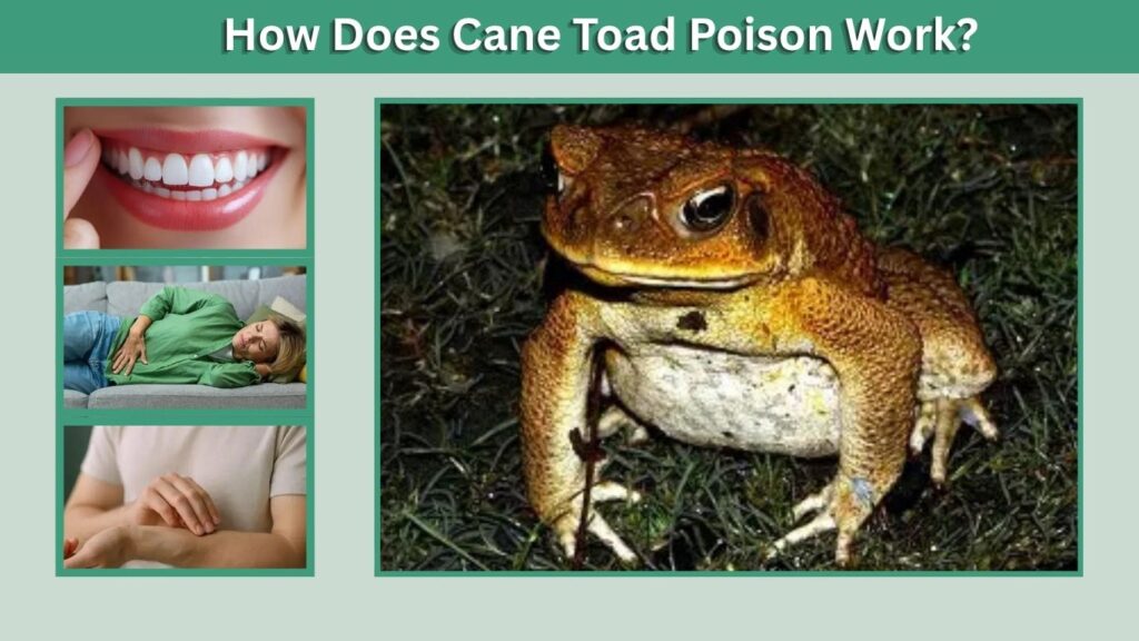 How Does Cane Toad Poison Work?