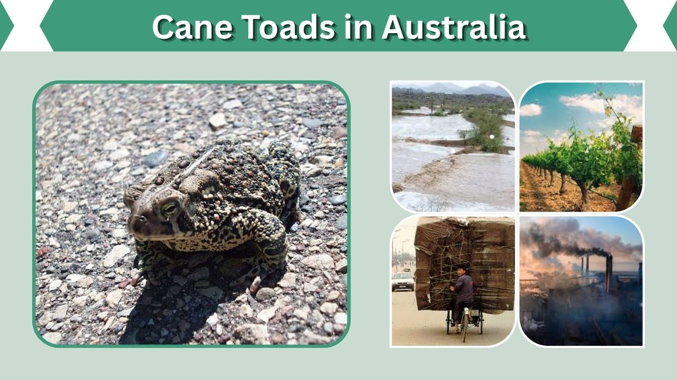 Cane Toads in Australia: History, Impact, and ControlCane Toads in Australia: History, Impact, and Control