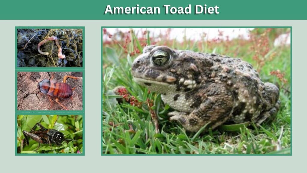 American Toad Diet