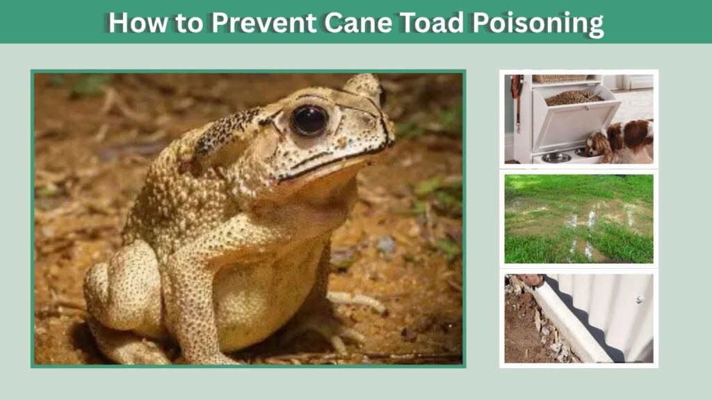How to Prevent Cane Toad Poisoning