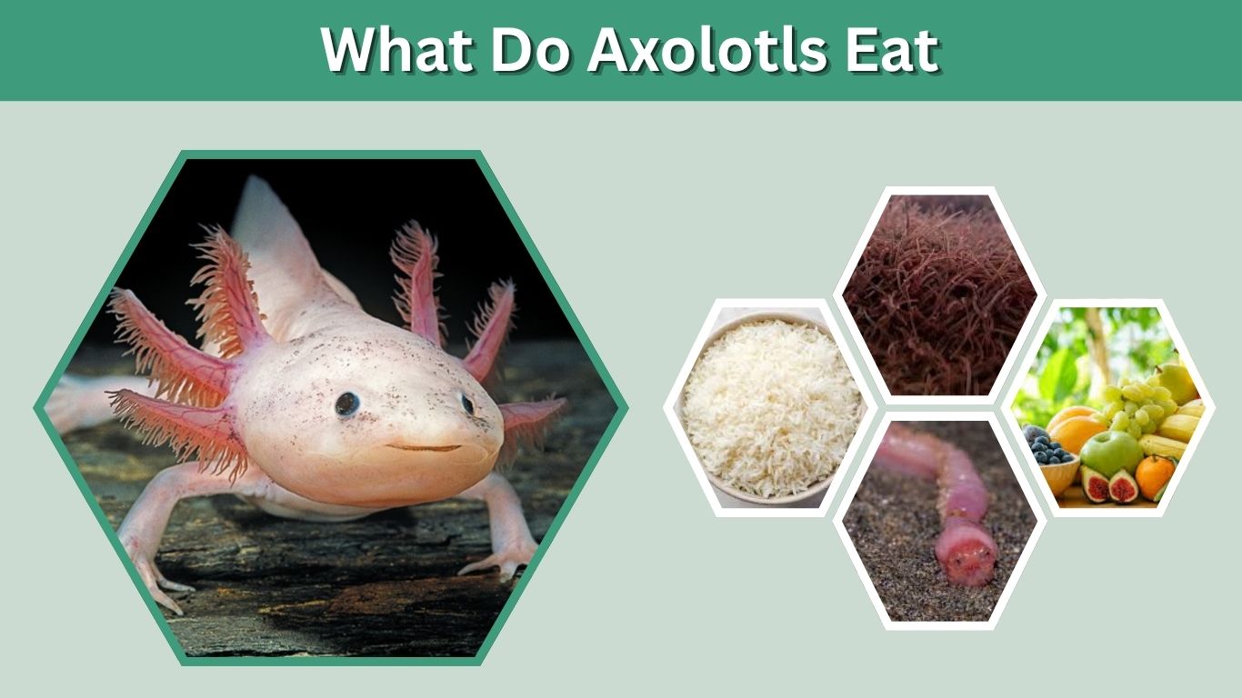 What Do Axolotls Eat? A Complete Feeding Guide