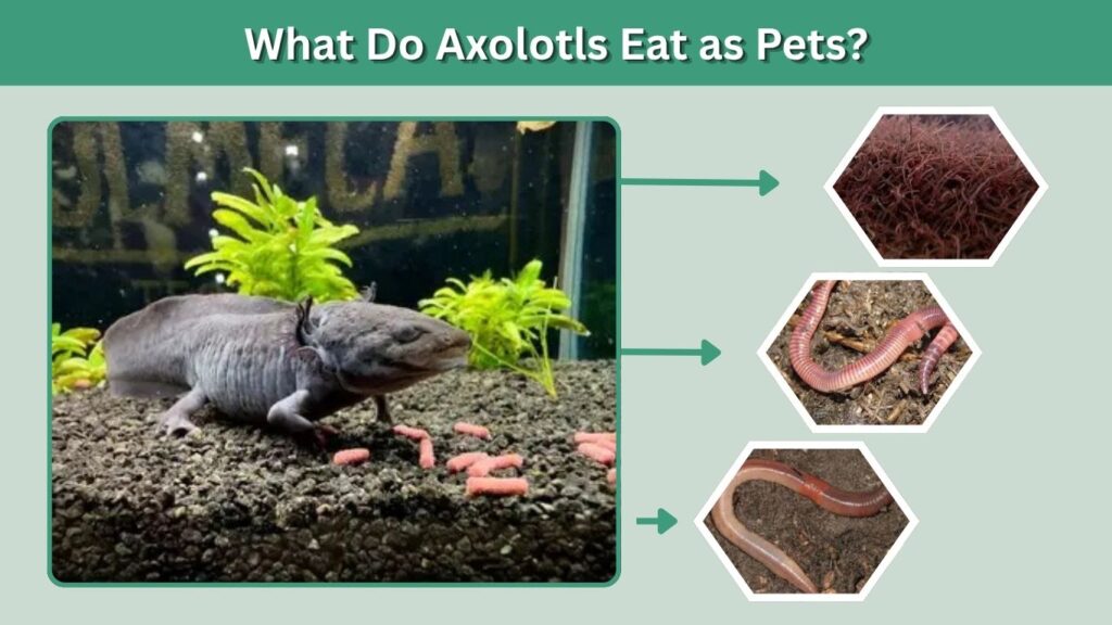 What Do Axolotls Eat as Pets?