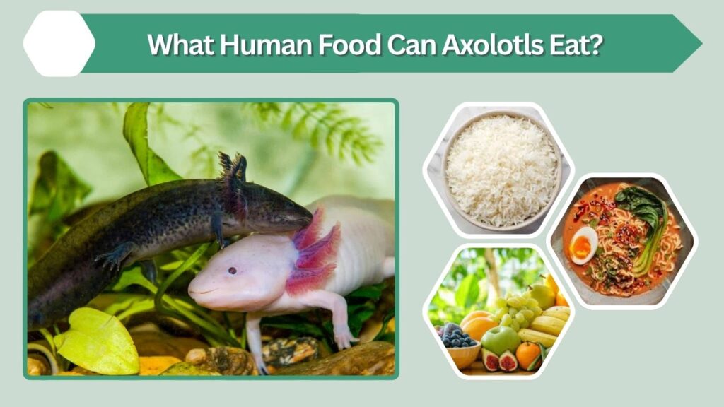 What Human Food Can Axolotls Eat?