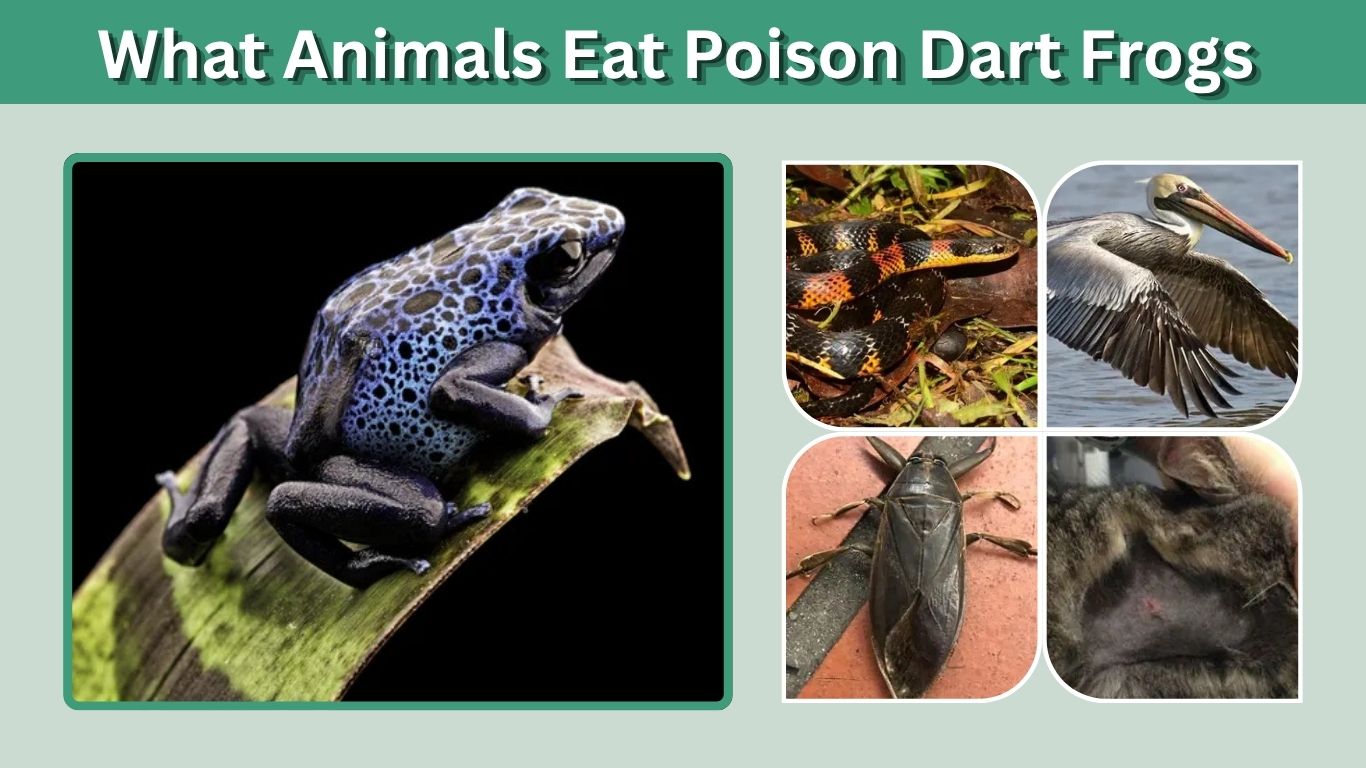 What Animals Eat Poison Dart Frogs in the Rainforest?