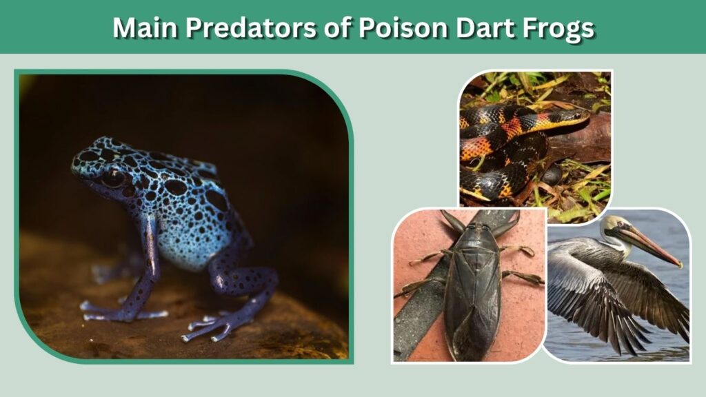 Main Predators of Poison Dart Frogs