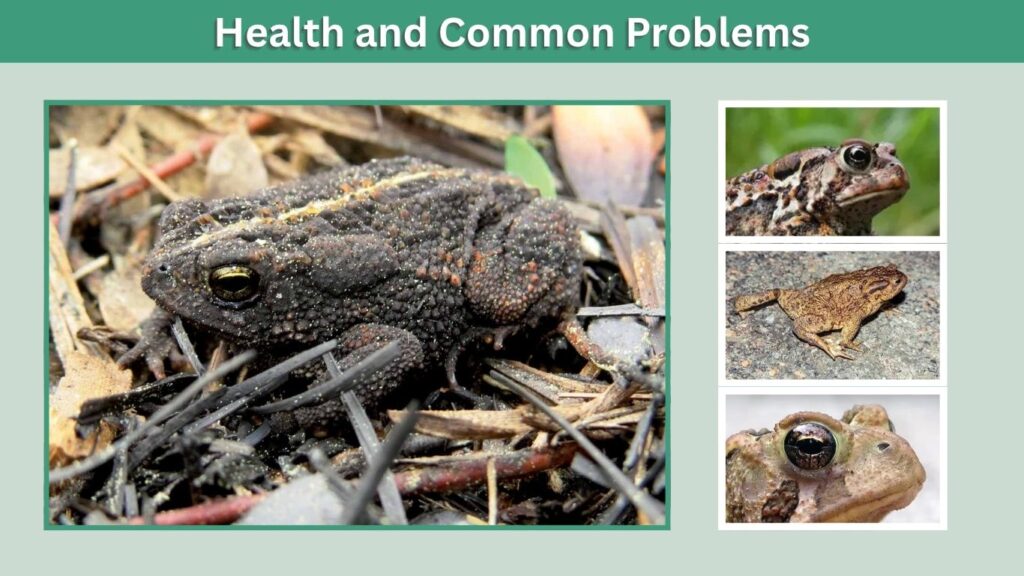 Health and Common Problems