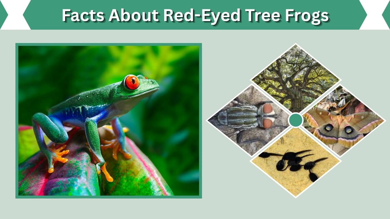 Facts About Red-Eyed Tree Frogs: Habitat, Diet, and Life