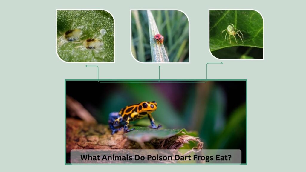 What Animals Do Poison Dart Frogs Eat?