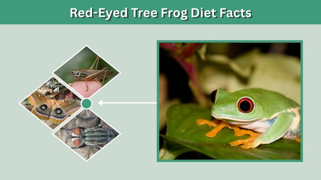 Red-Eyed Tree Frog Diet Facts