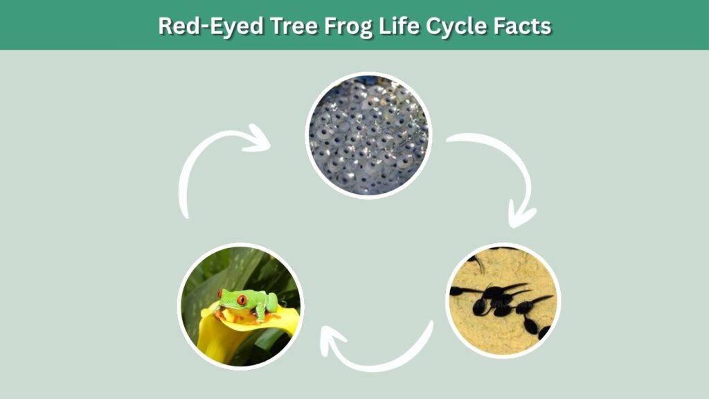 Red-Eyed Tree Frog Life Cycle Facts