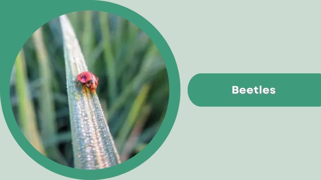 1. Beetles
