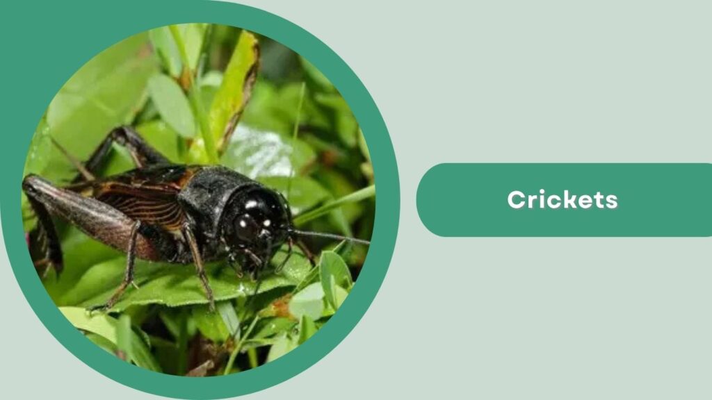 3. Crickets