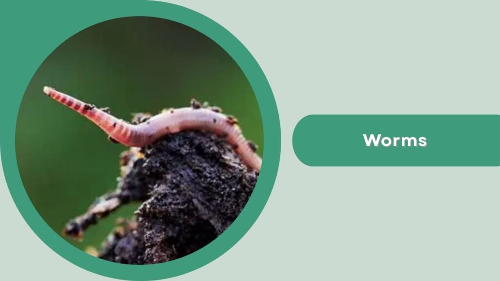 Worms